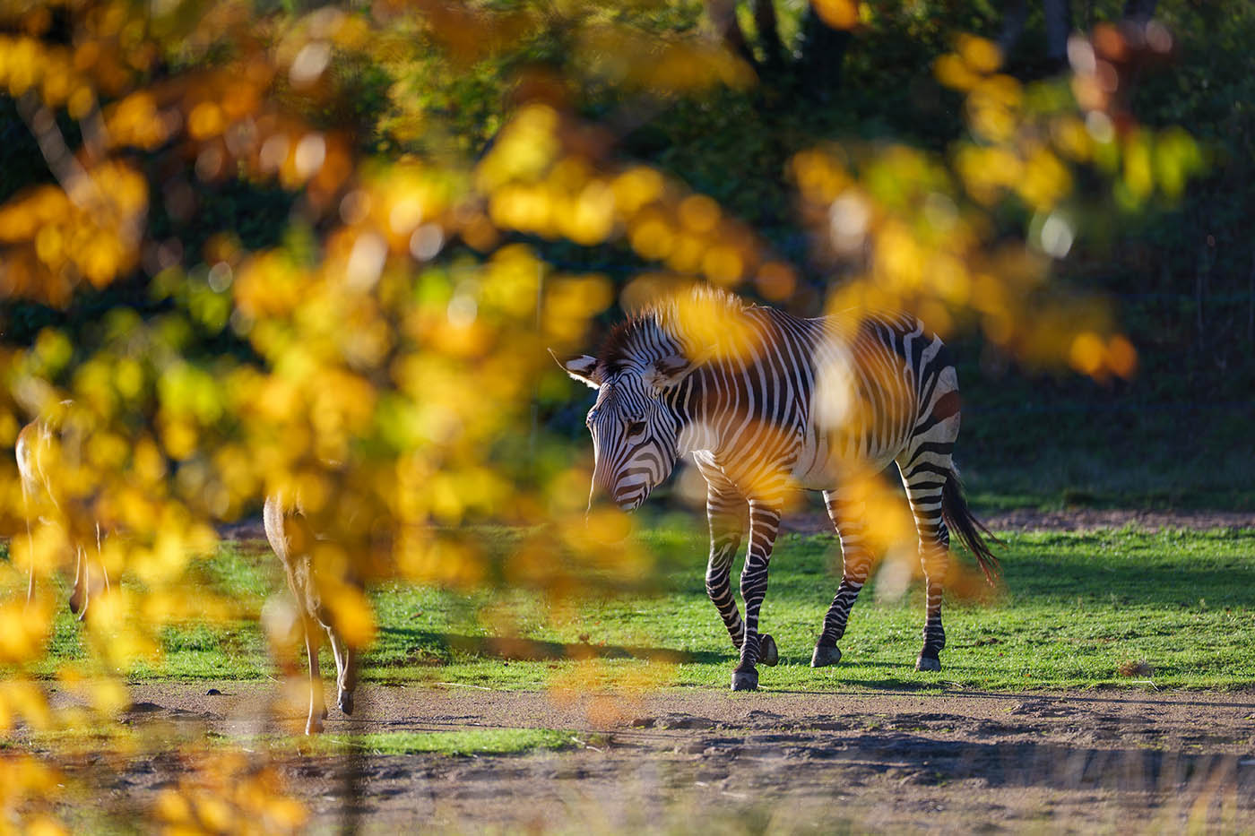 zèbre derrière feuillage automne