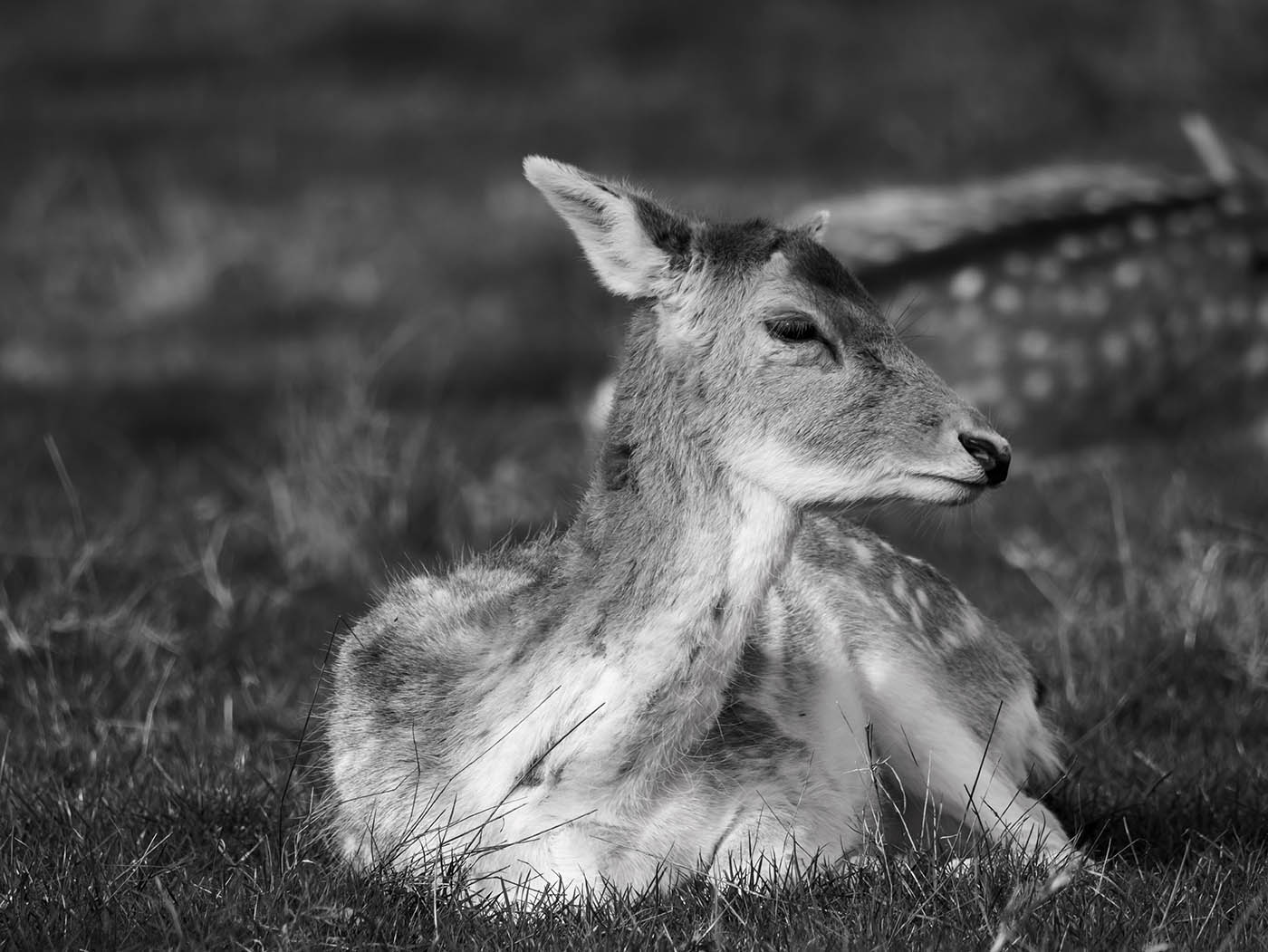 Photo animalière noir et blanc