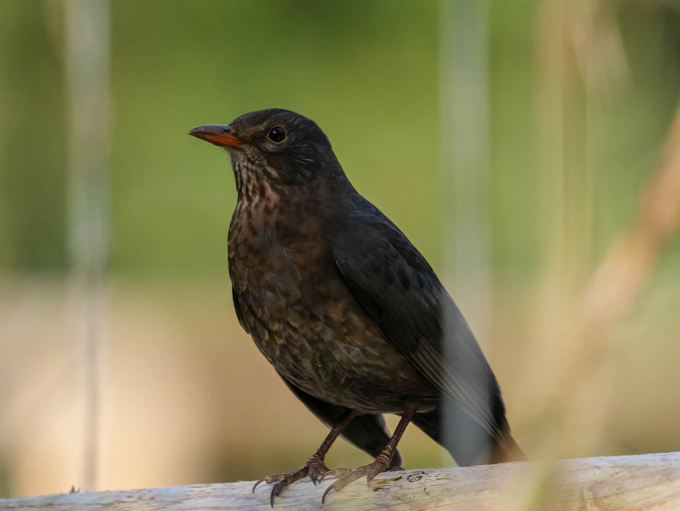 Photographie oiseaux au OM System 150-600mm f5-6.3