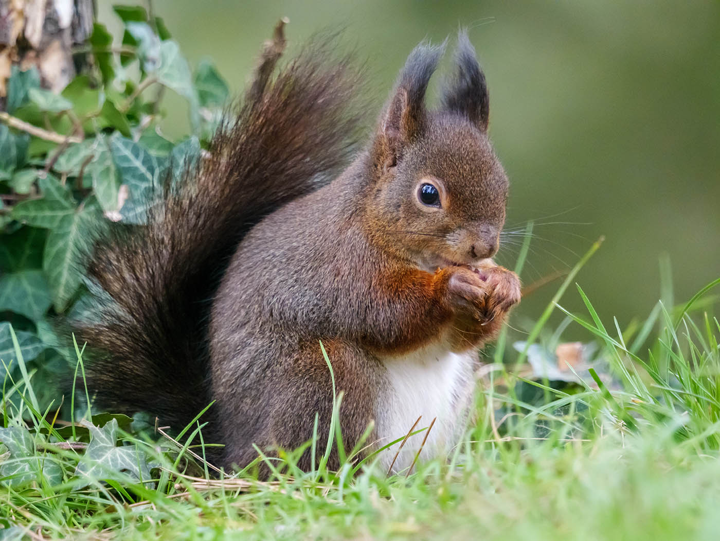 photographie animalière au super zoom