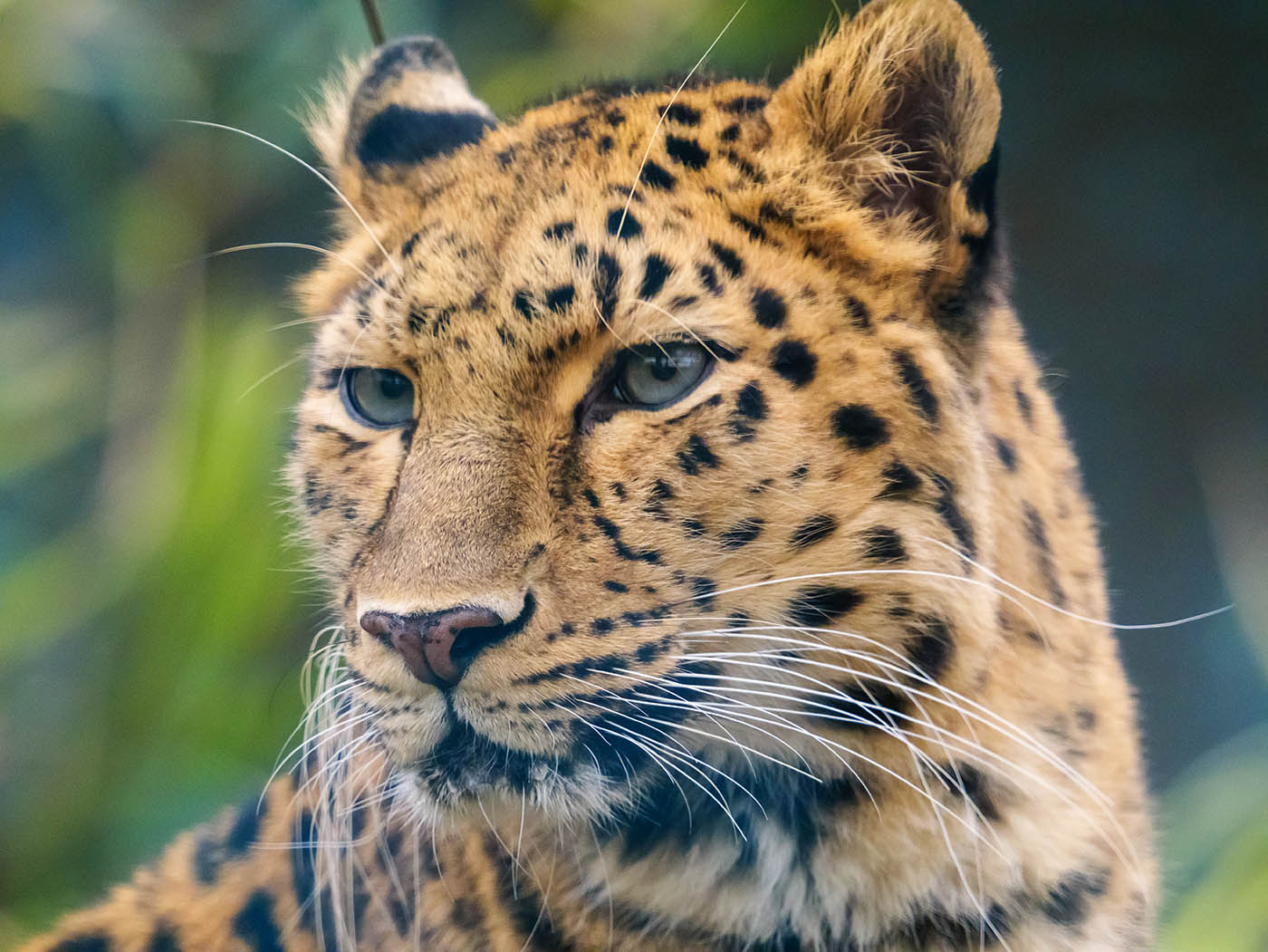 photographie panthère au zoo