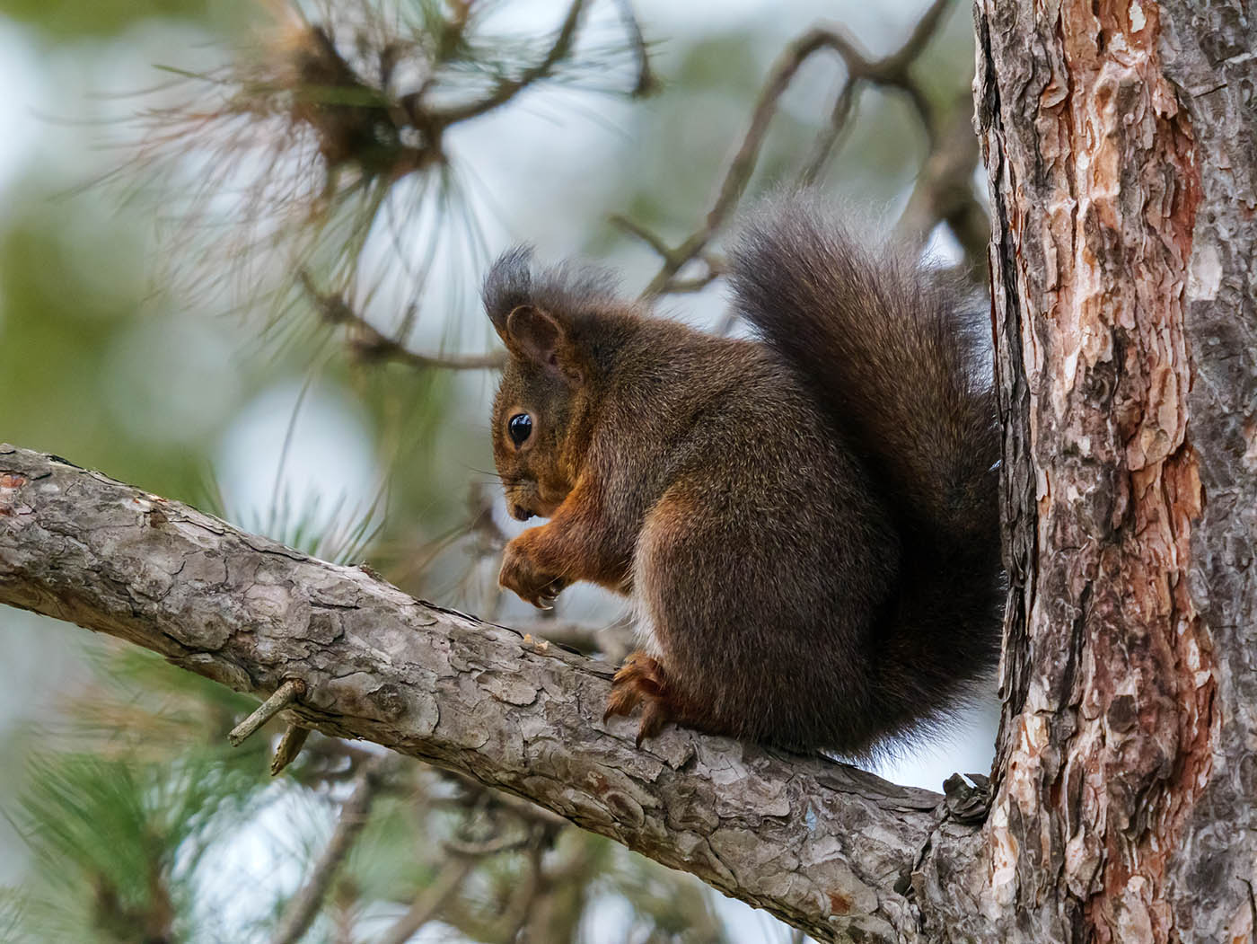 téléobjectif 400mm