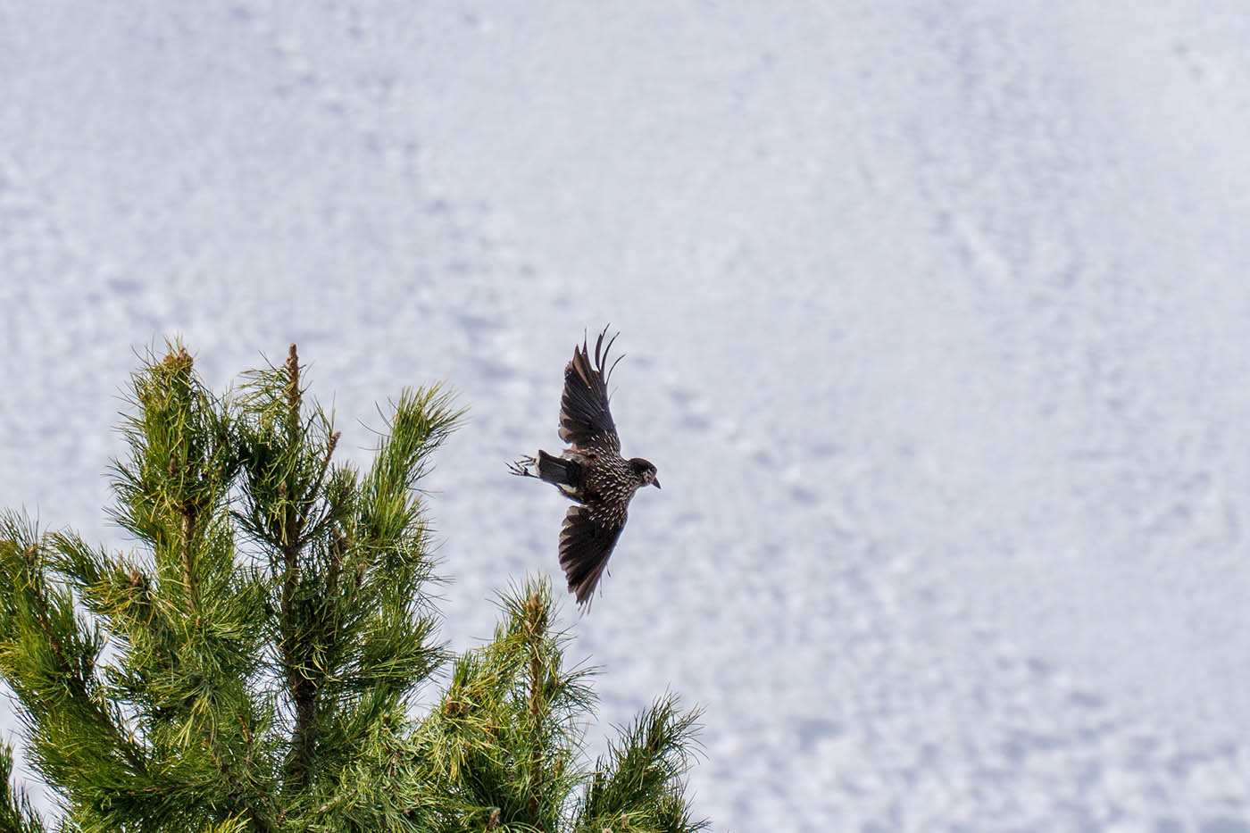 pré-rafale avec mise à jour Lumix S5II