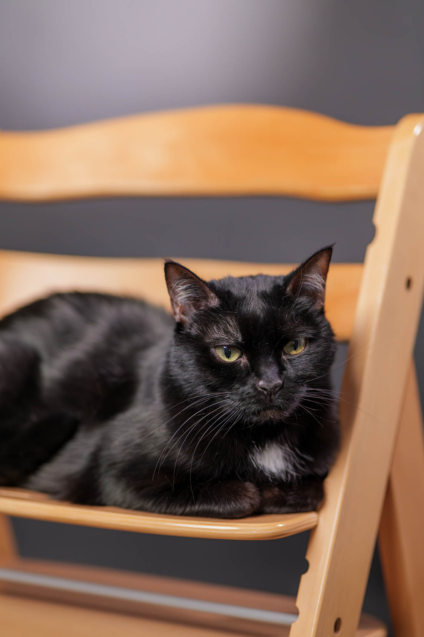 autofocus animal avis