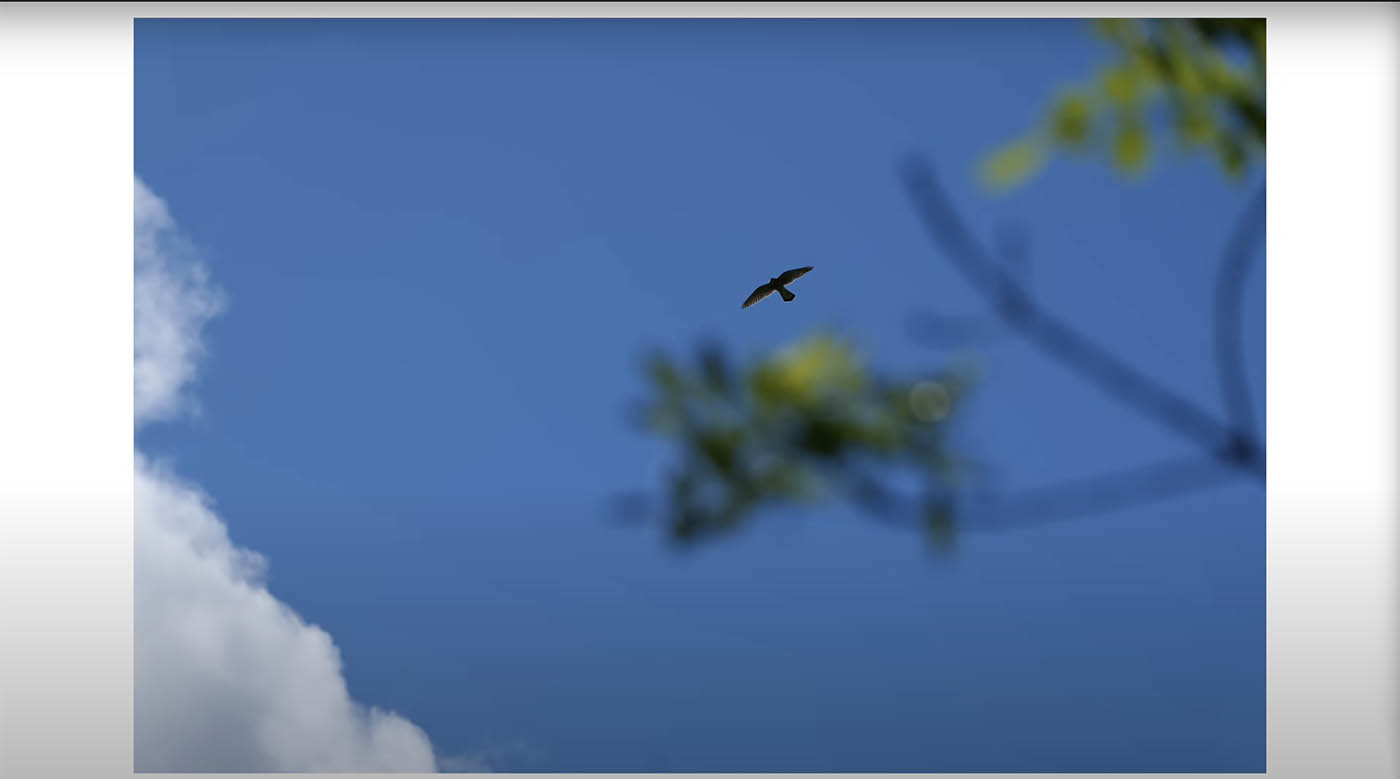 Lumix S1IIE avis