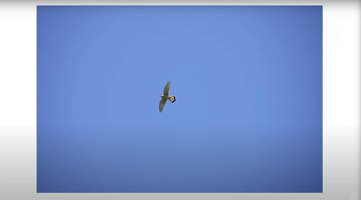 test photo animalière
