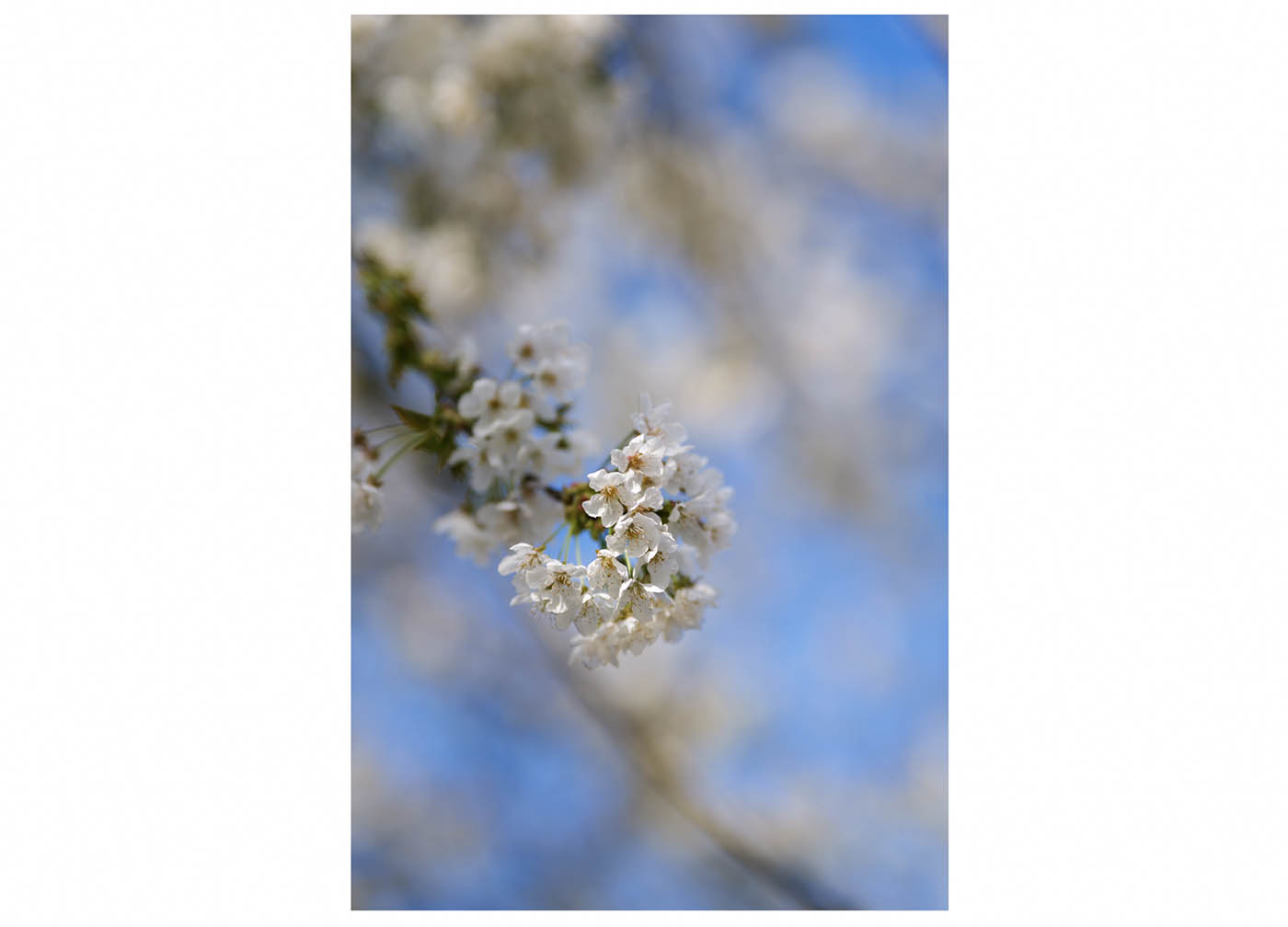 Sirui 85mm f1.4 Aurora prix