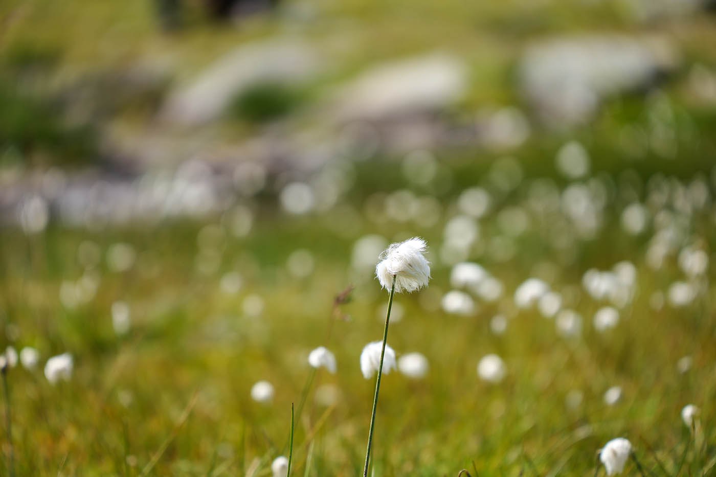 Sigma 20-200mm bokeh avis