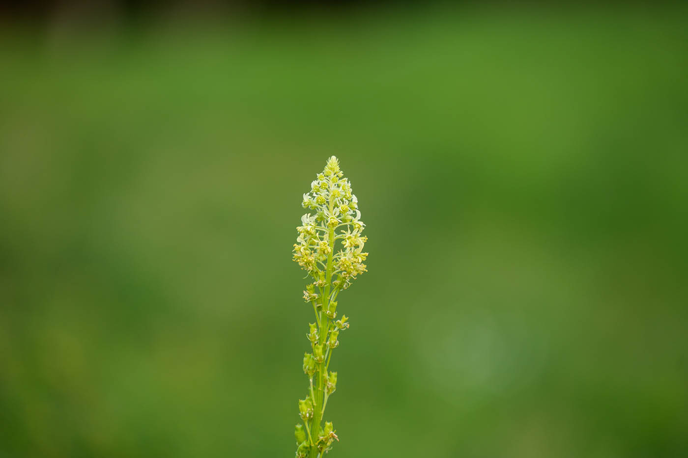 Sigma 20-200mm f3.5-6.3 comparatif