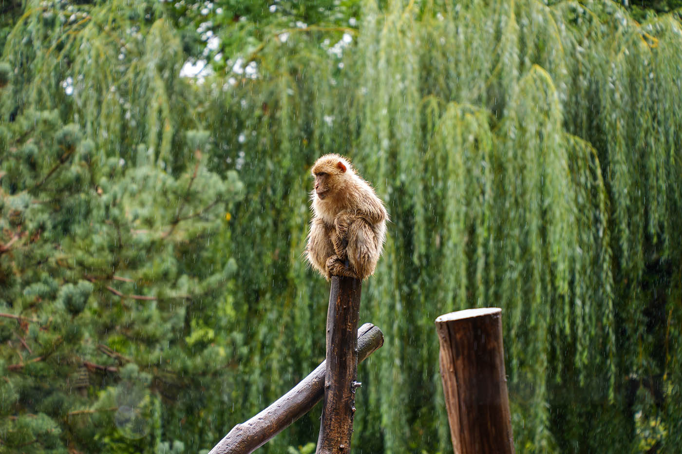 Sigma 20-200mm stabilisation optique