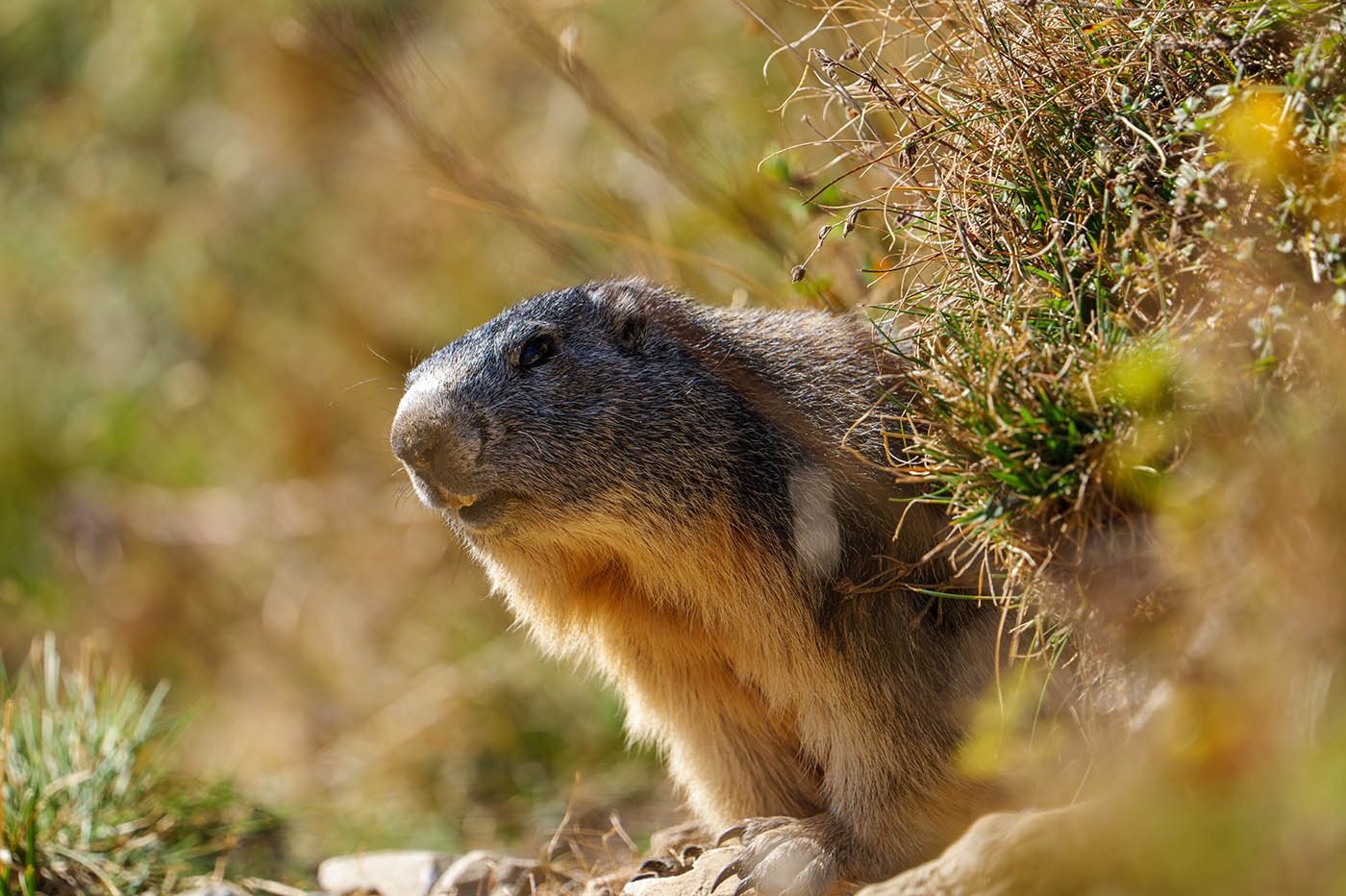 Lumix 100-500mm f5-7.1 photo animalière avis
