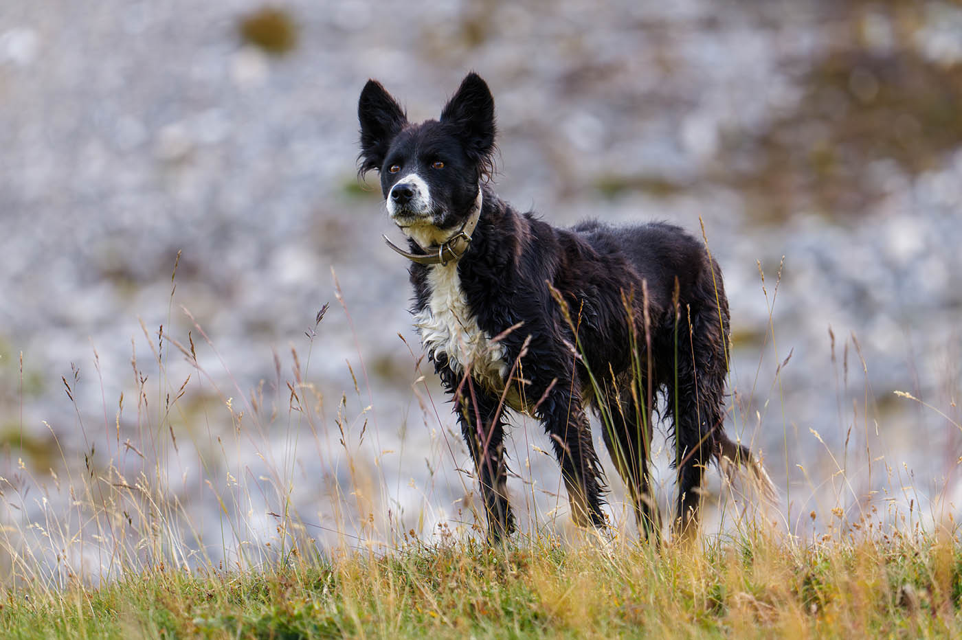 Lumix 100-500mm stabilisation optique