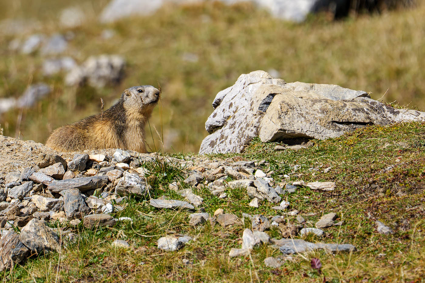 photo animalière avec zoom hybride
