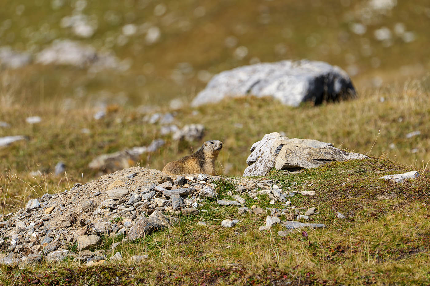 plage focale photo animalière