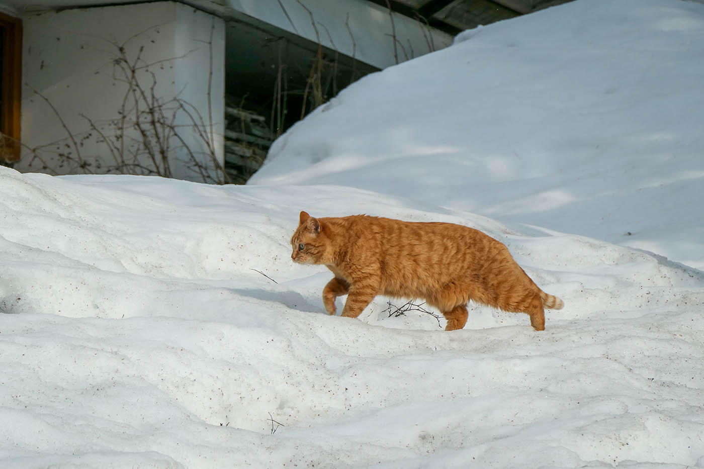 Lumix TZ300 cadence rafale