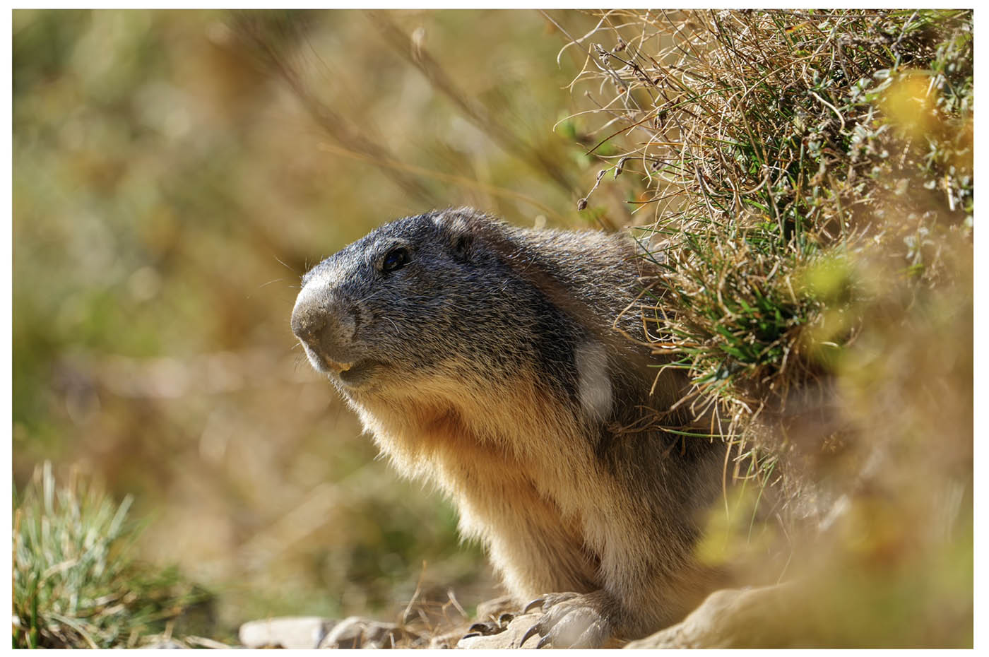 meilleur téléobjectif pour la photo vidéo animalière