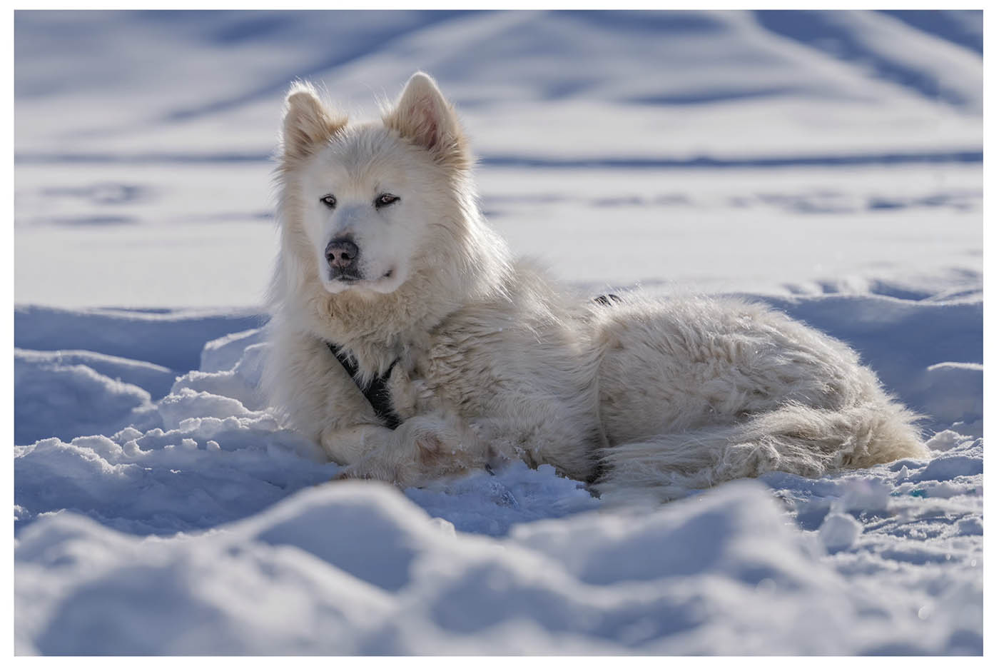 téléobjectif pour Lumix S5D