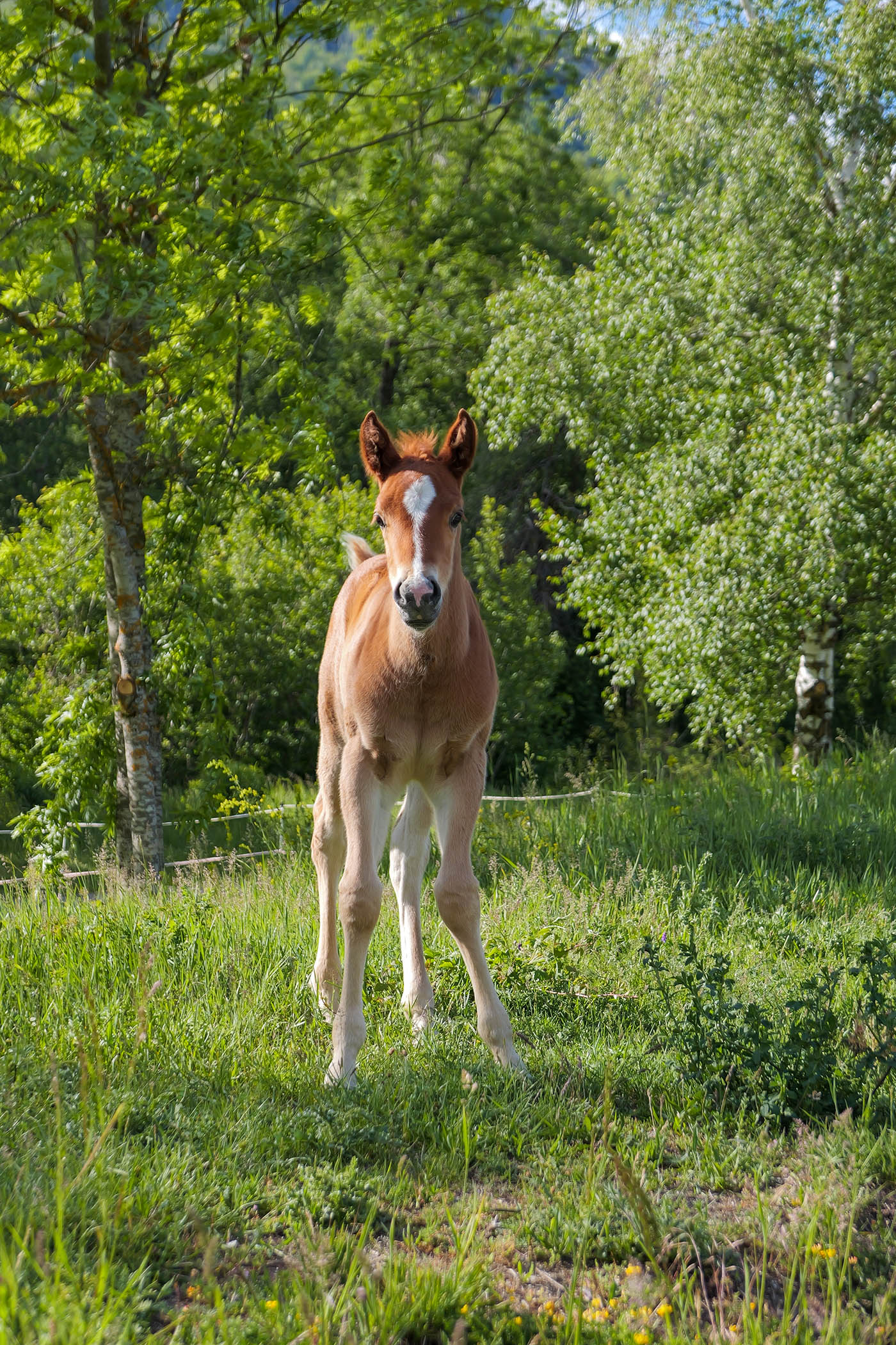 autofocus détection animale