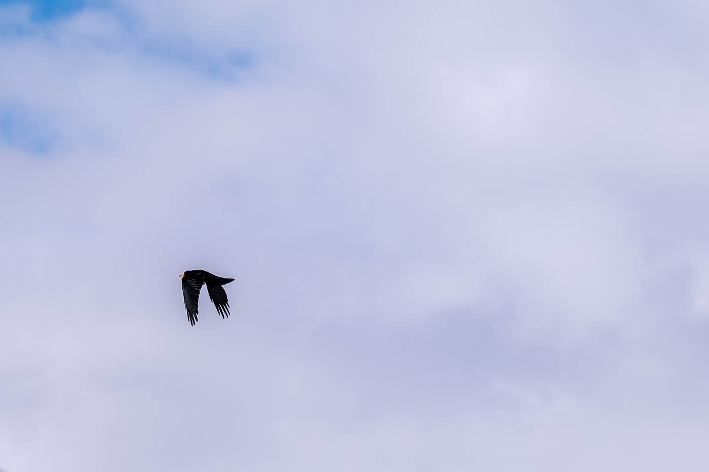 photo animalière au 70-200mm