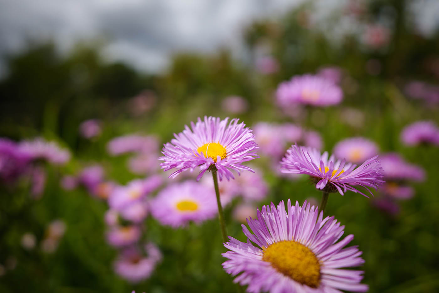 Samyang 14-24mm f2.8 bokeh