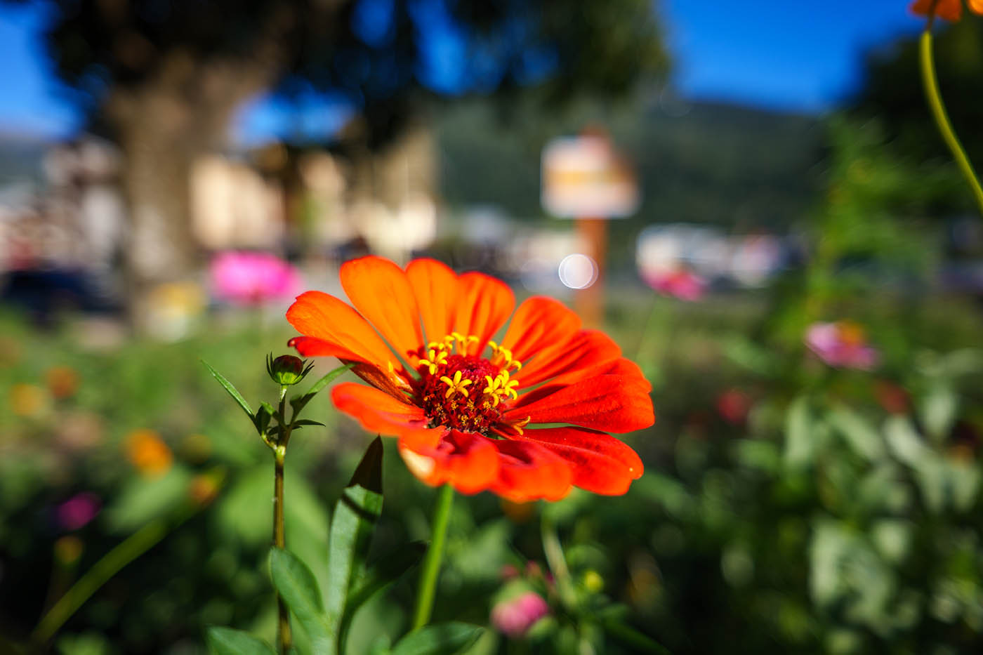 Lumix 20mm f2.5 bokeh